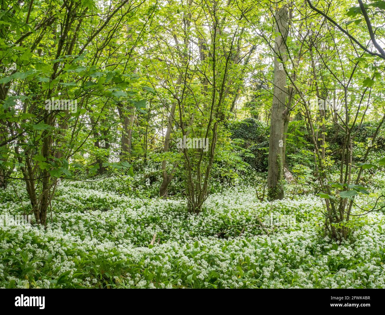 Wild garlic abundance in curves on a woodland floor curving and twisted in figure of eight 8 between trees Stock Photo