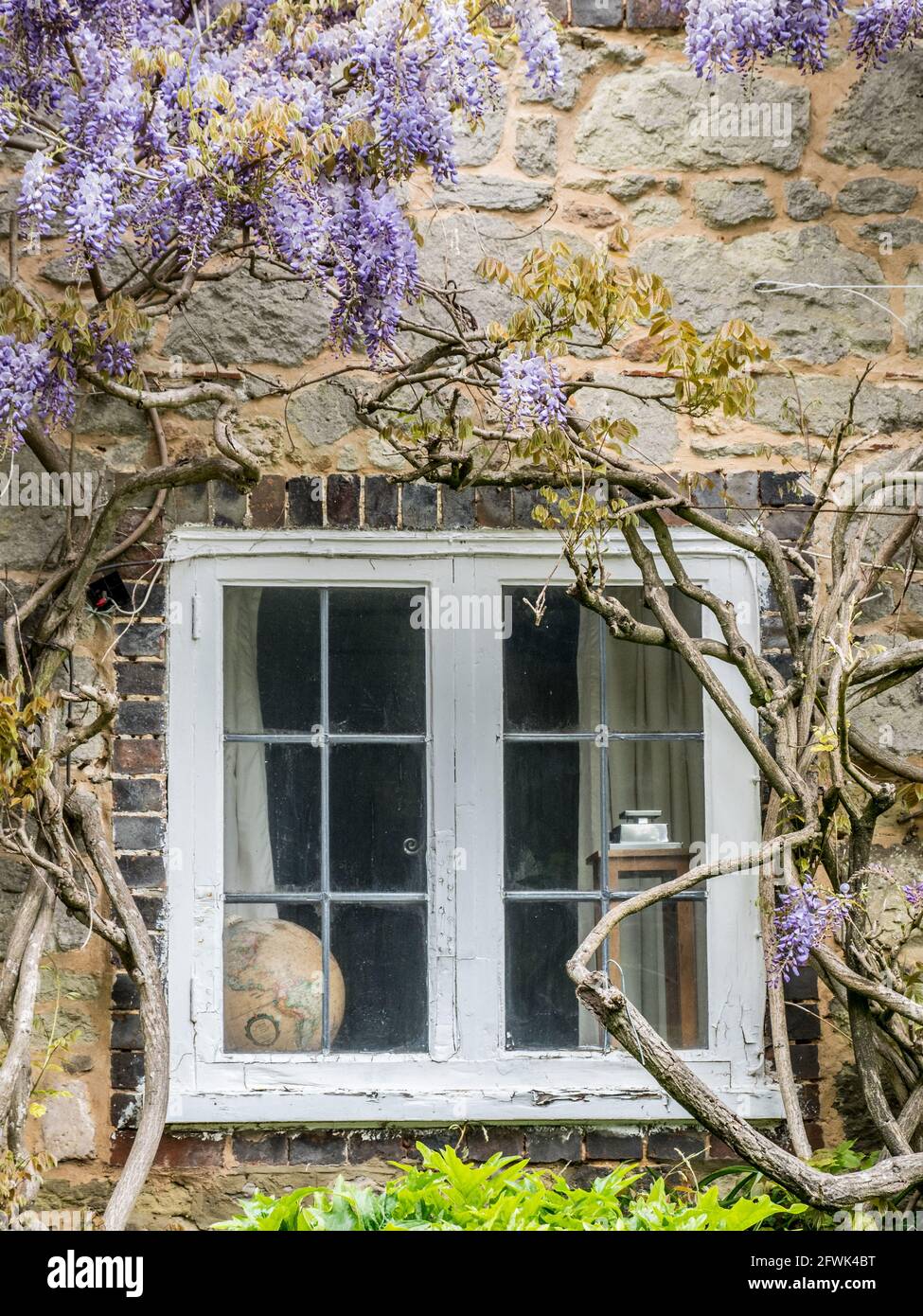 a close up of mauve violet purple wisteria growing hanging down over old English cottage white timber frame leaded window Stock Photo