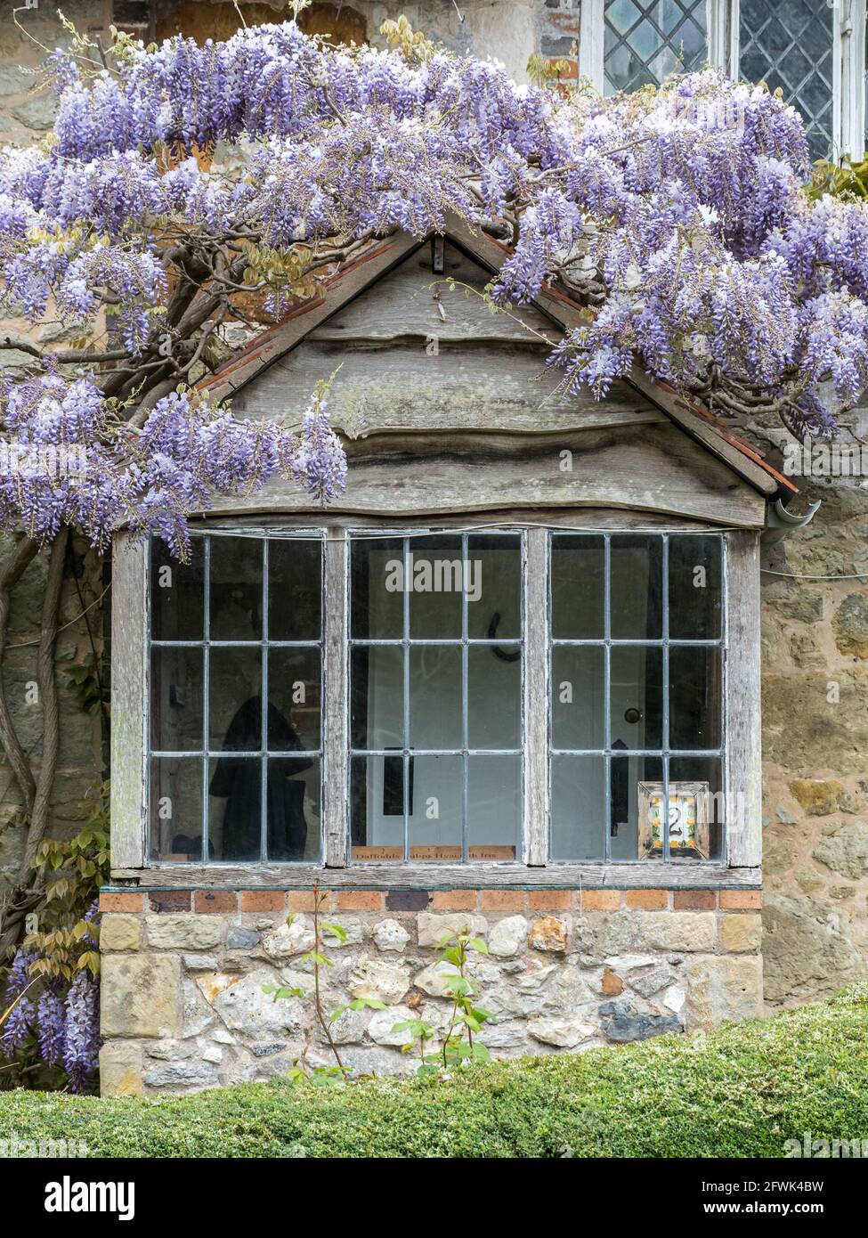 a close up of mauve violet purple wisteria growing hanging down over old English cottage white timber frame leaded bay window Stock Photo