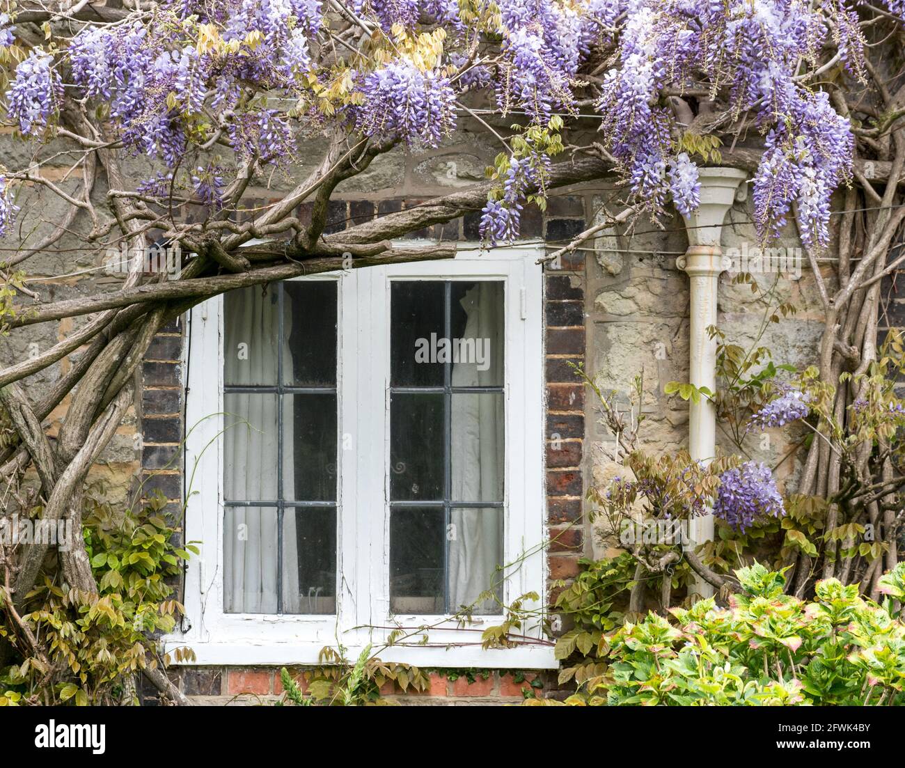 a close up of mauve violet purple wisteria growing hanging down over old English cottage white timber frame leaded window and lead downpipe Stock Photo