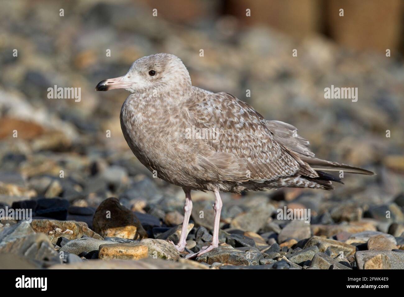 American herring gull larus smithsonianus hires stock photography and