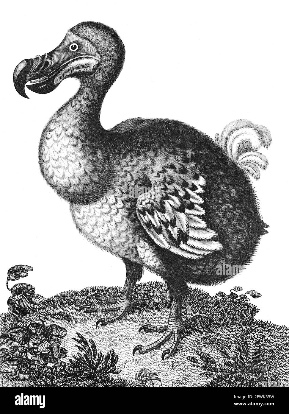 Didus The Hooded Dodo [The dodo (Raphus cucullatus) is an extinct flightless bird that was endemic to the island of Mauritius, east of Madagascar in the Indian Ocean. The dodo's closest genetic relative was the also-extinct Rodrigues solitaire, the two forming the subfamily Raphinae of the family of pigeons and doves]. Copperplate engraving From the Encyclopaedia Londinensis or, Universal dictionary of arts, sciences, and literature; Volume V;  Edited by Wilkes, John. Published in London in 1810 Stock Photo