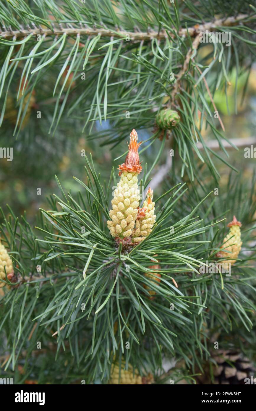 Closeup blooming pine cones and of a pine tree. Stock Photo