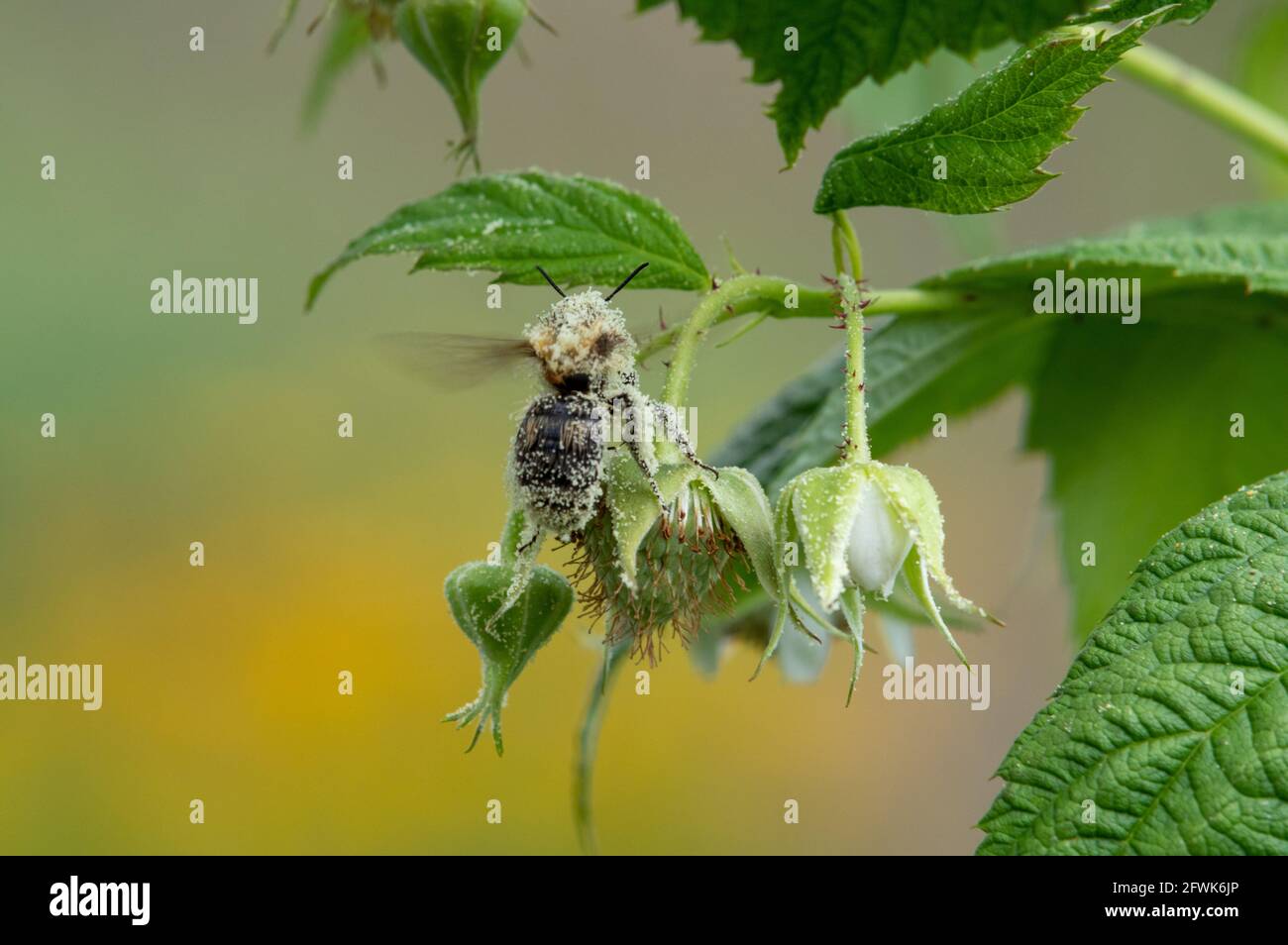 Raspberry Plant Bloom Bee High Resolution Stock Photography and Images ...