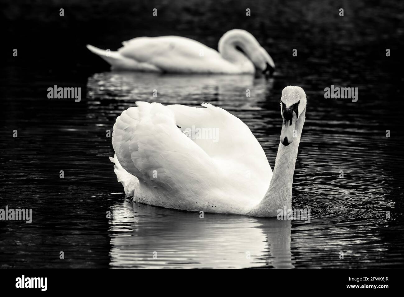 A grayscale shot of white swans swimming on the lake Stock Photo - Alamy