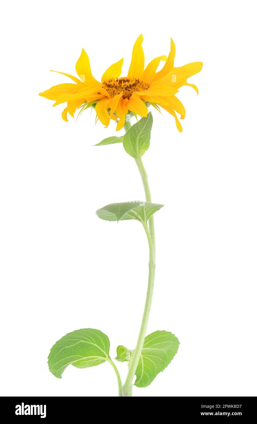 Sunflower isolated on white background Stock Photo - Alamy