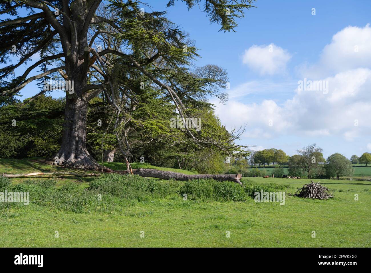Cedar tree at Astley, with cows in background, Warwickshire, England