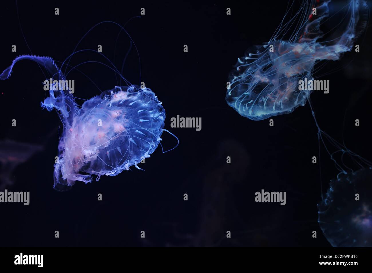 Transparent Amakusa Jellyfish Sanderia Malayensis Stock Photo Alamy