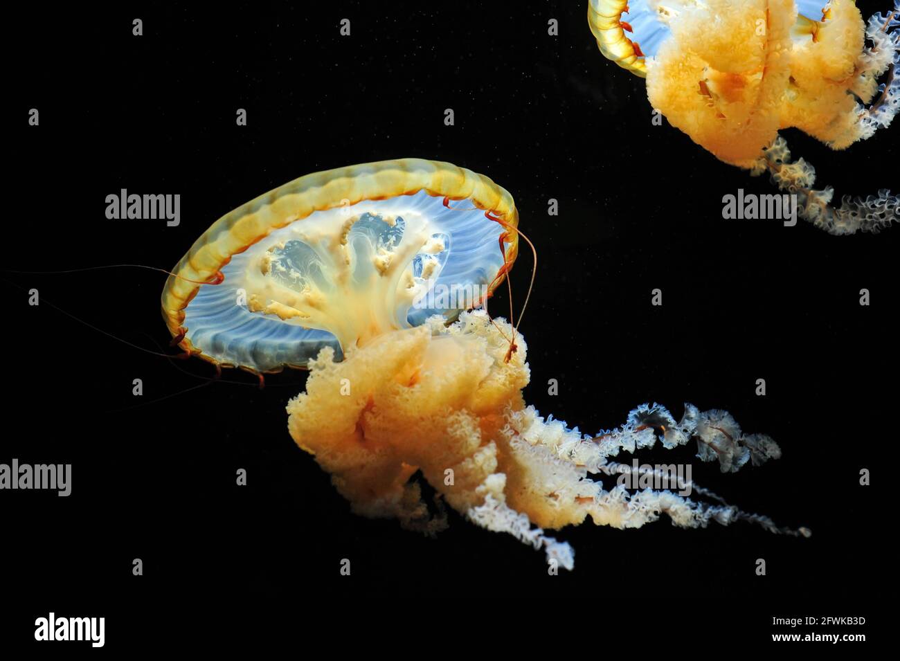 Orange Pasific sea Nettle Jellyfish(Chrysaora fuscescens) Stock Photo