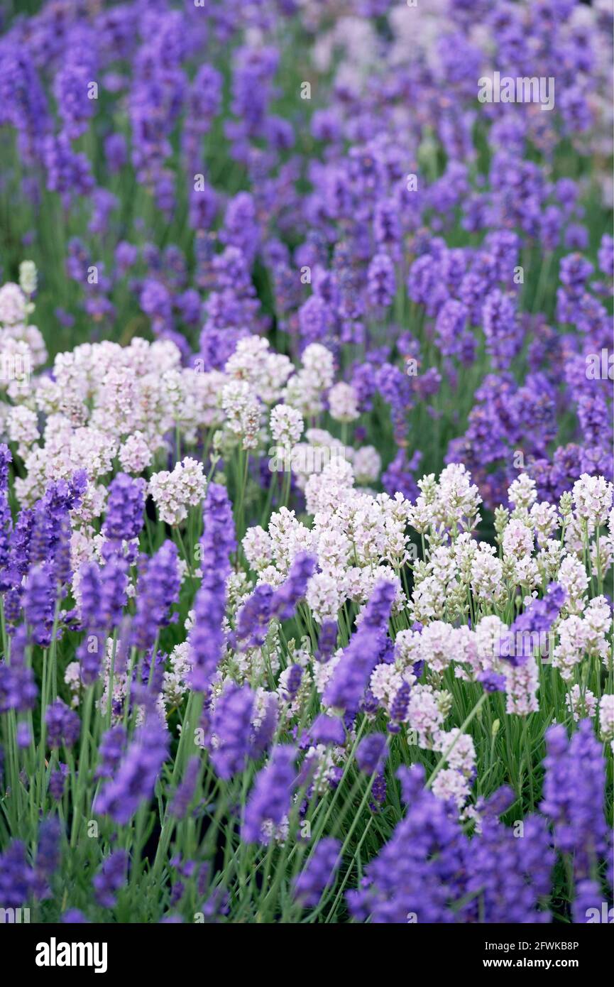 Lavendar growing in field UK & IRISH RIGHTS ONLY, OTHER RIGHTS CONTACT EWASTOCK@GMAIL.COM *** Local Caption *** 01684088 Stock Photo