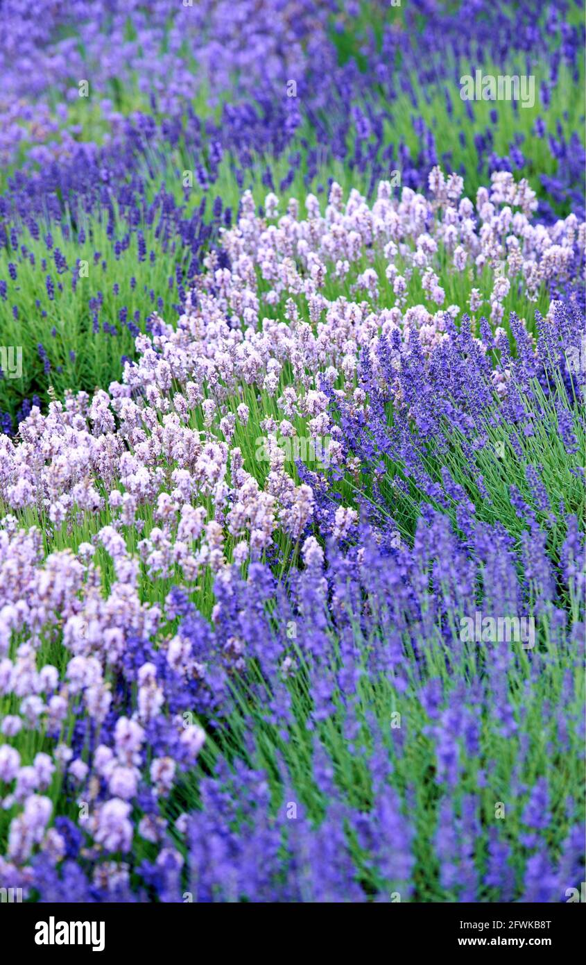 Lavendar in field UK & IRISH RIGHTS ONLY, OTHER RIGHTS CONTACT EWASTOCK@GMAIL.COM *** Local Caption *** 01684086 Stock Photo