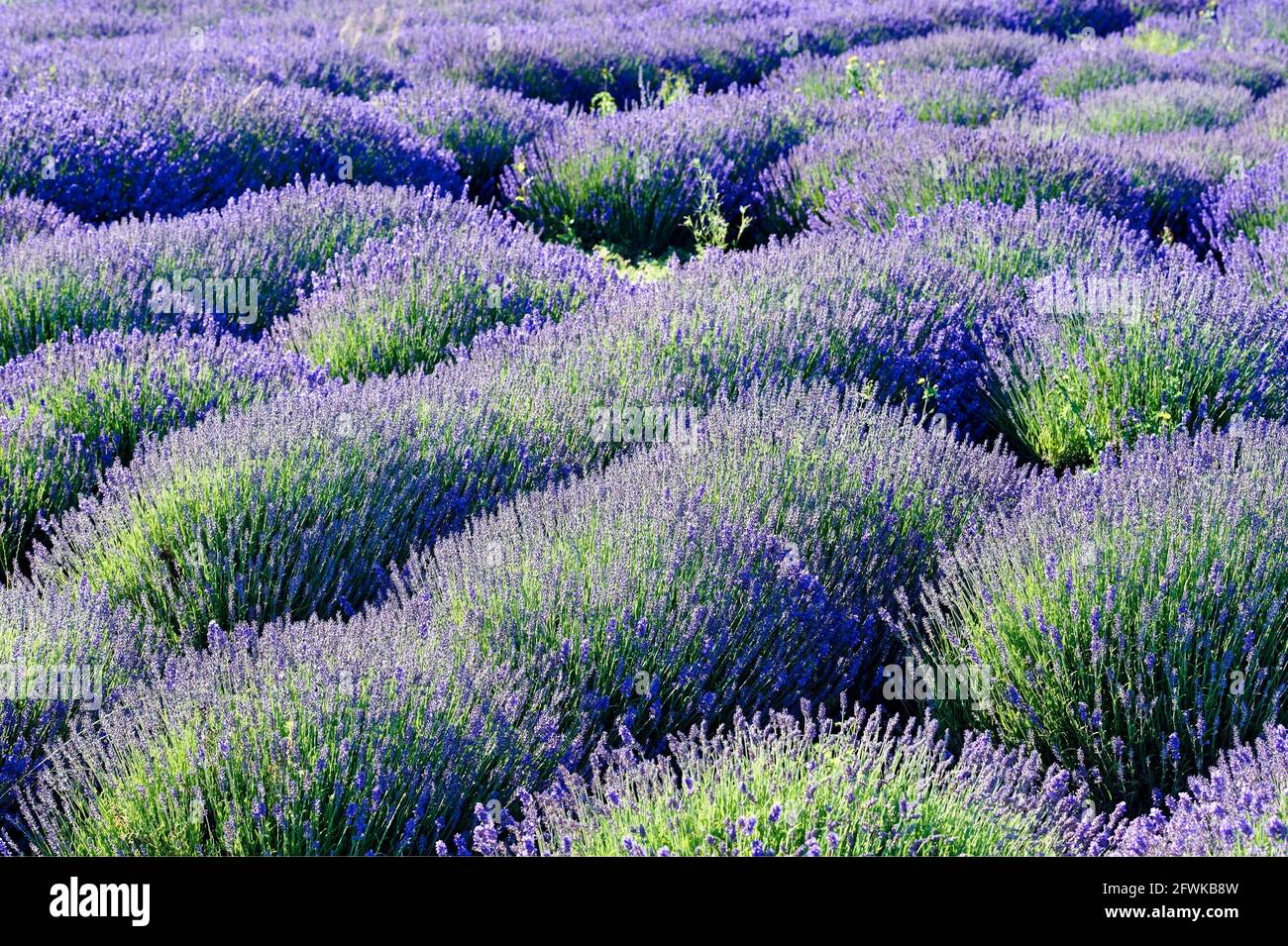 Field of lavendar in summer UK & IRISH RIGHTS ONLY, OTHER RIGHTS CONTACT EWASTOCK@GMAIL.COM *** Local Caption *** 01684082 Stock Photo