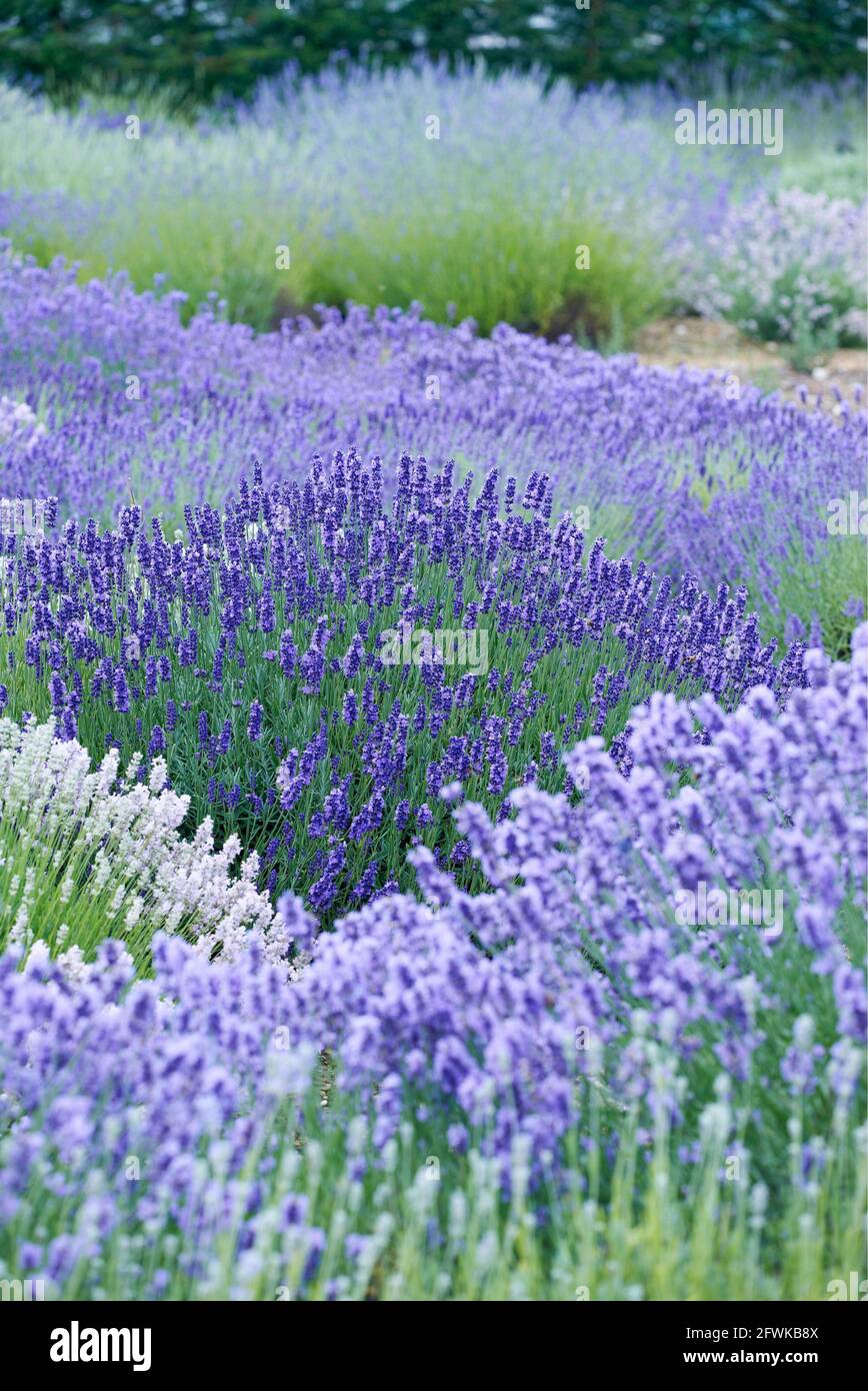 Field of lavendar UK & IRISH RIGHTS ONLY, OTHER RIGHTS CONTACT EWASTOCK@GMAIL.COM *** Local Caption *** 01684071 Stock Photo