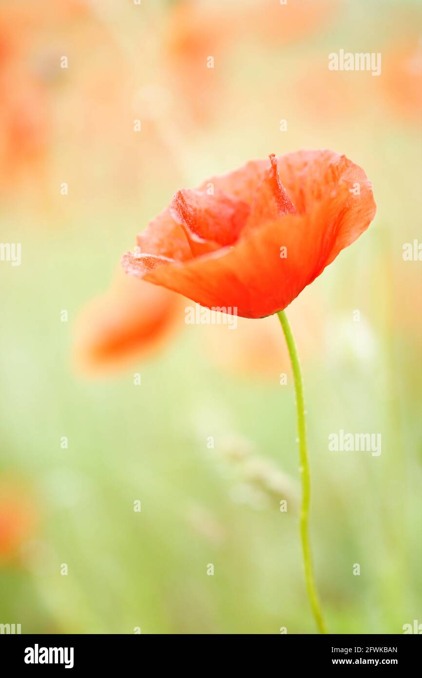 Closeup of a poppy in field UK & IRISH RIGHTS ONLY, OTHER RIGHTS CONTACT EWASTOCK@GMAIL.COM Stock Photo