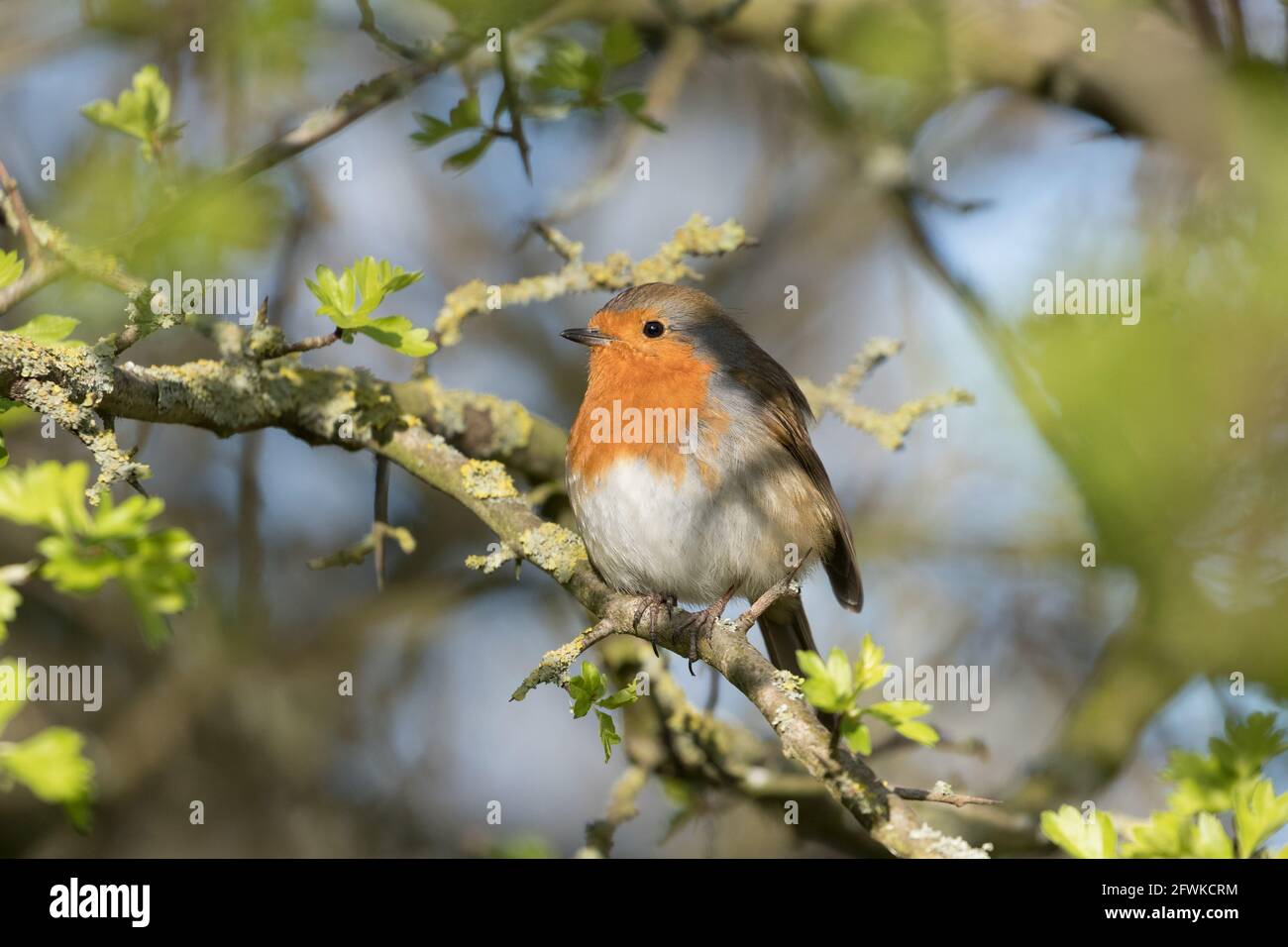 Robin in a tree at Naburn, near York Stock Photo