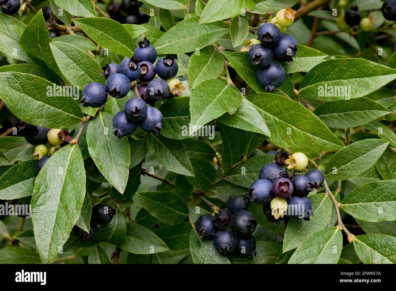 The ripe berries of wild northern highbush blueberry growing in Pennsylvania's Pocono Mountains Stock Photo
