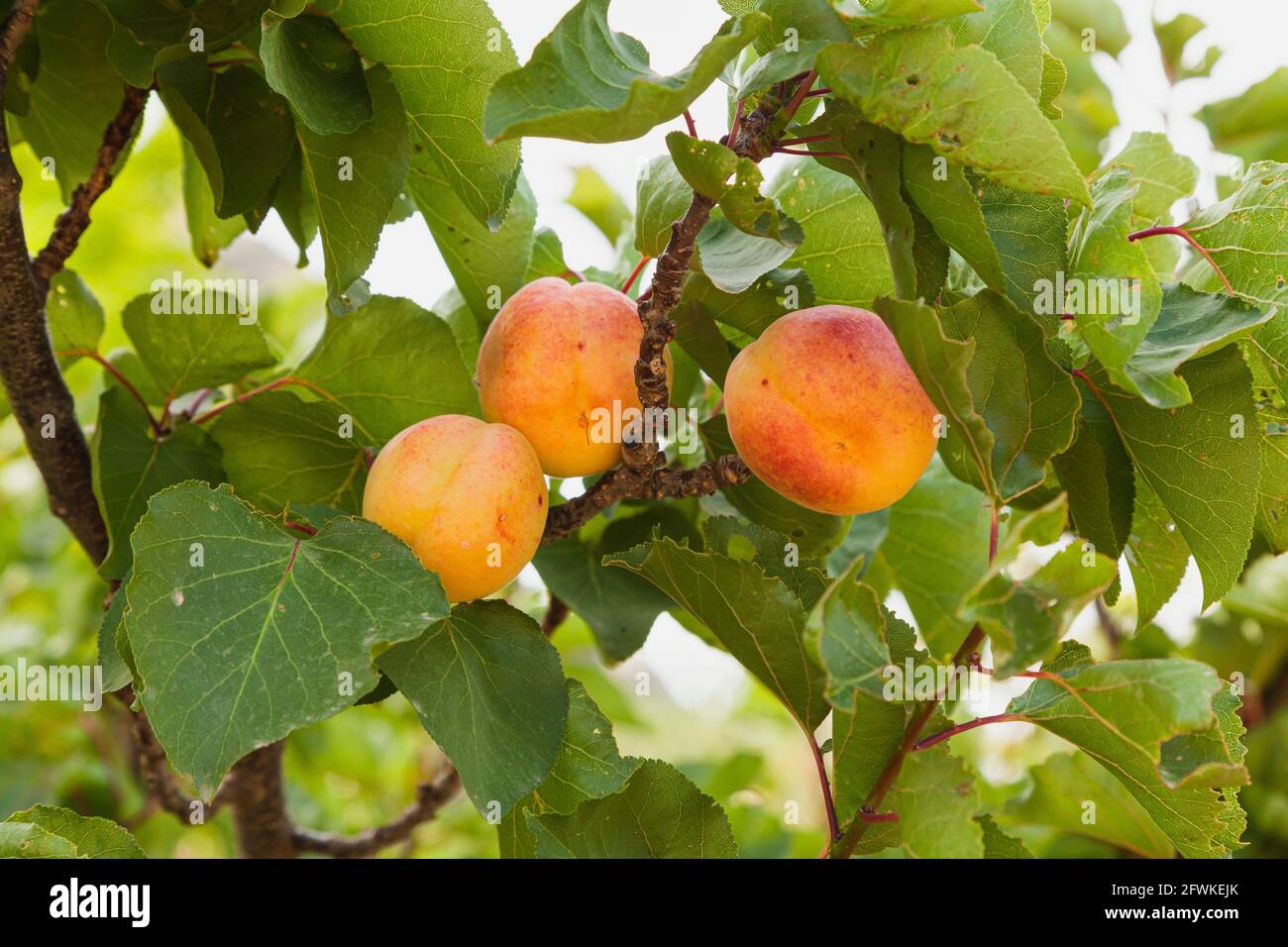 Three ripe apricots on your tree ready to be picked. The branches of