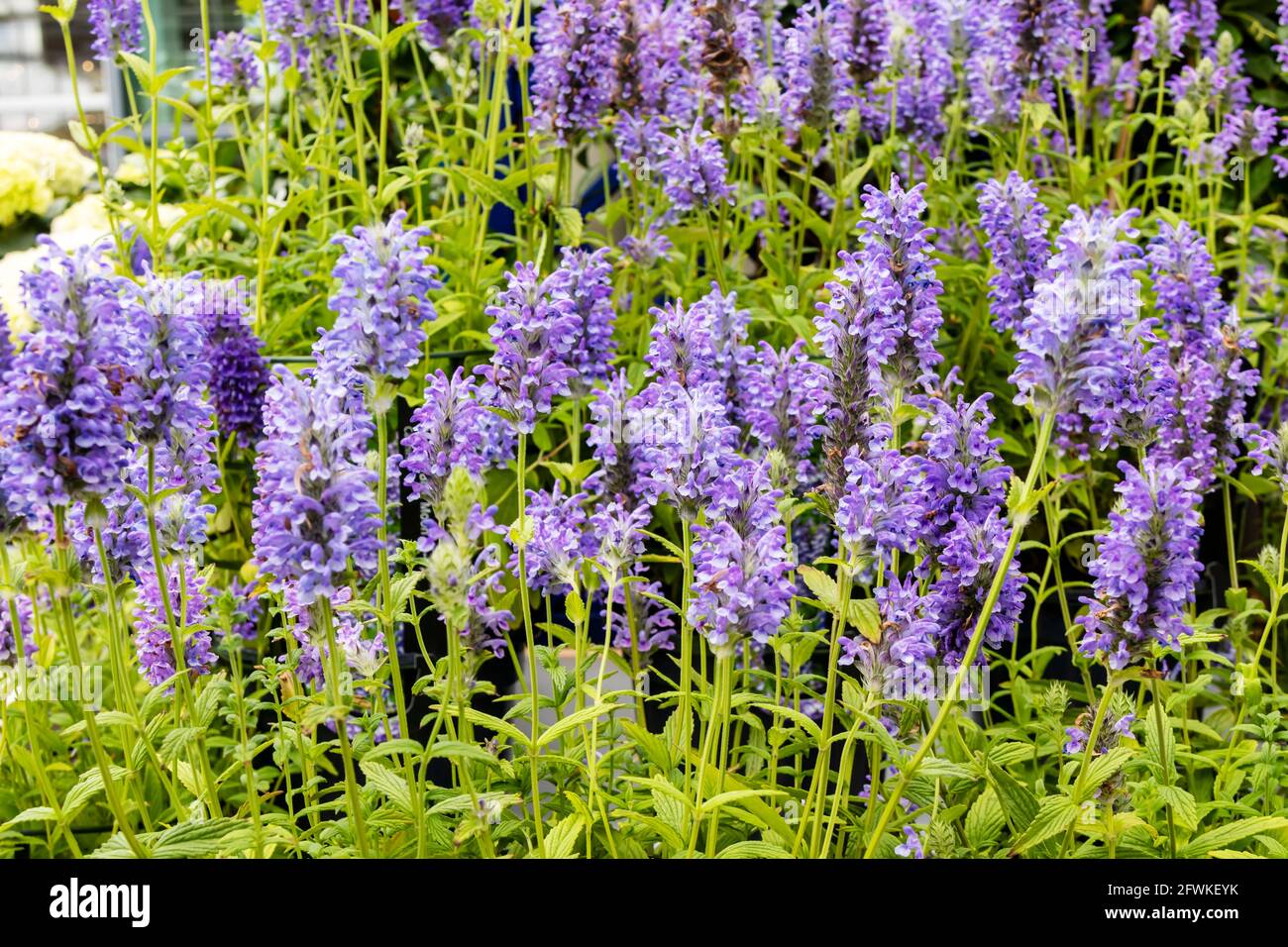 Rich violet-blue flower spikes of Salvia farinacea or Mealy Cup Sage. Stock Photo