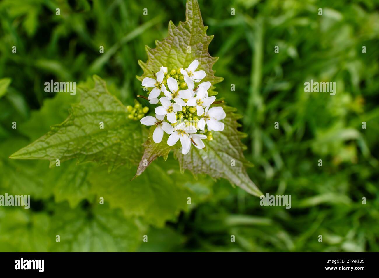 Garlic mustard, also known as 