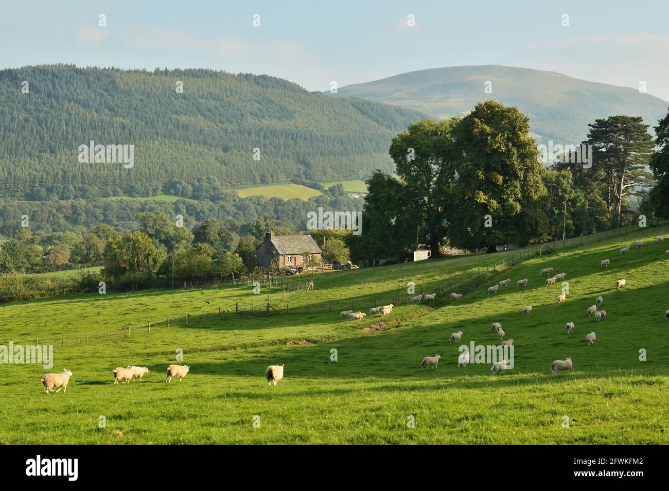 Sheep frolicking in a farm field during the late afternoon. Brecon Beacons National Park, Wales, UK. Stock Photo