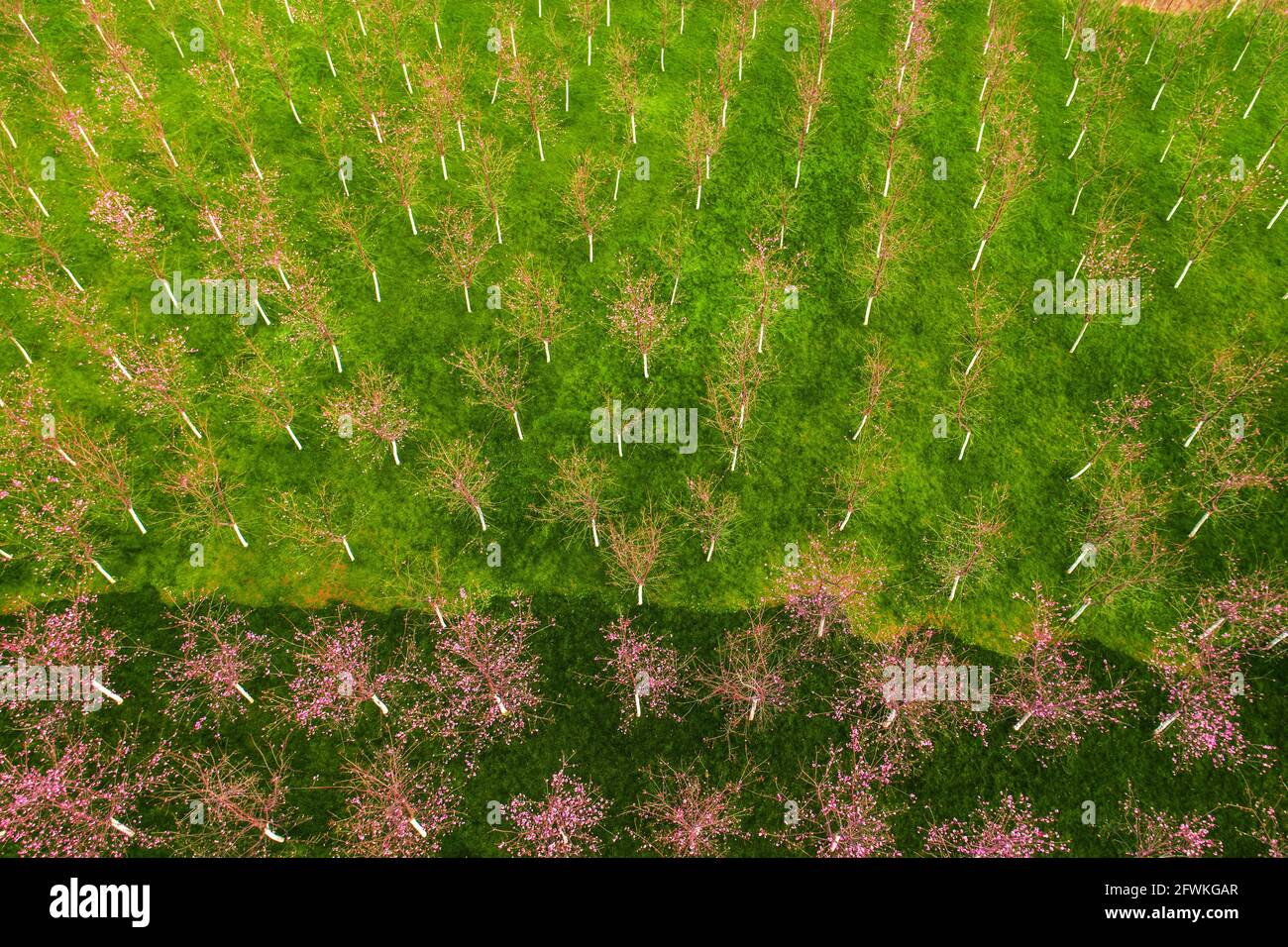 Green, red dots Stock Photo Alamy