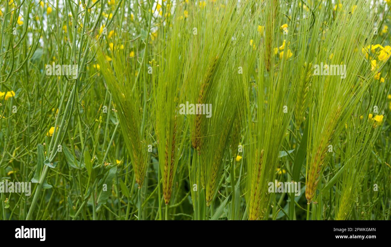 Cereal plants hi-res stock photography and images - Alamy