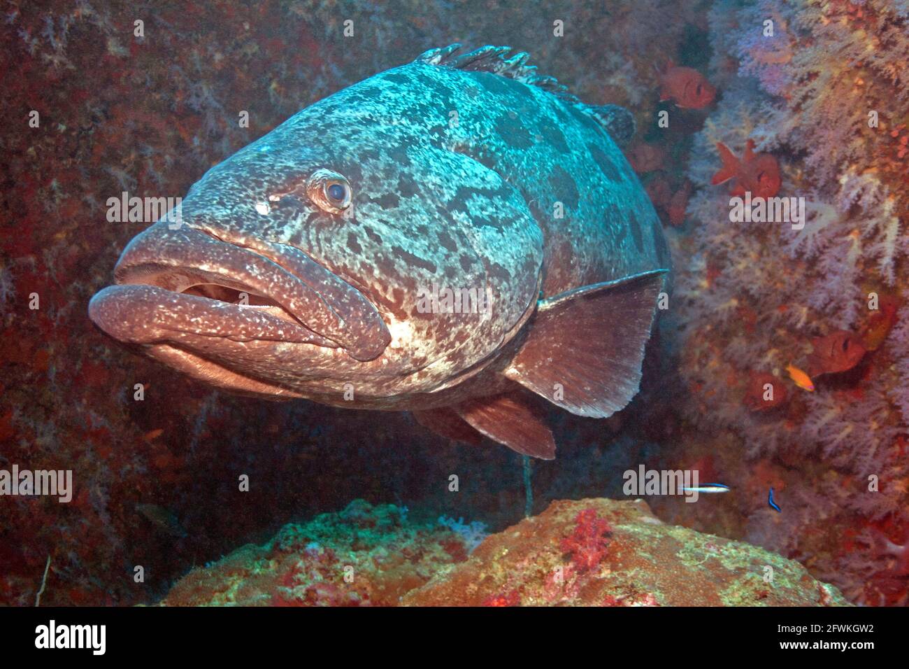 Giant Potato Grouper: Coming out of his underwater layer to explore at in the magnificent Andaman Islands. Stock Photo