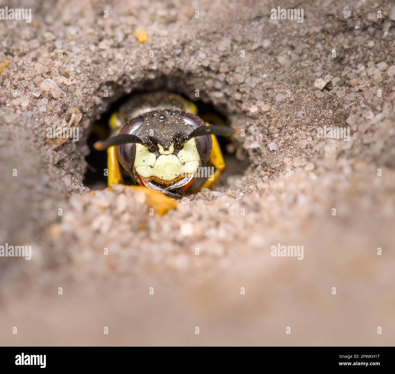 Head Of A Female Bee Wolf,  Philanthus triangulum, Leaving Its Nest In The Sand UK Stock Photo