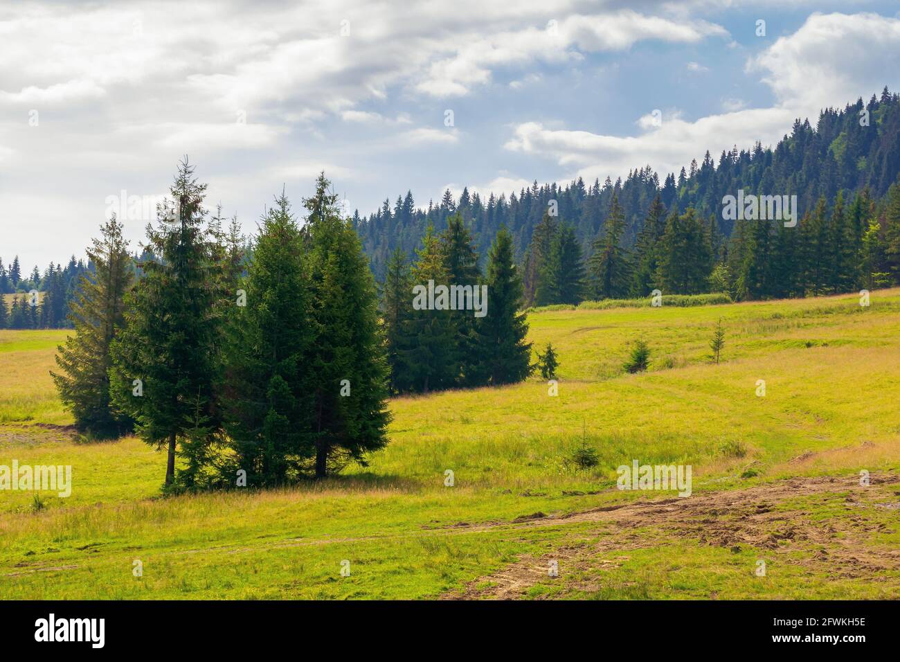 Fir mountain hi-res stock photography and images - Alamy