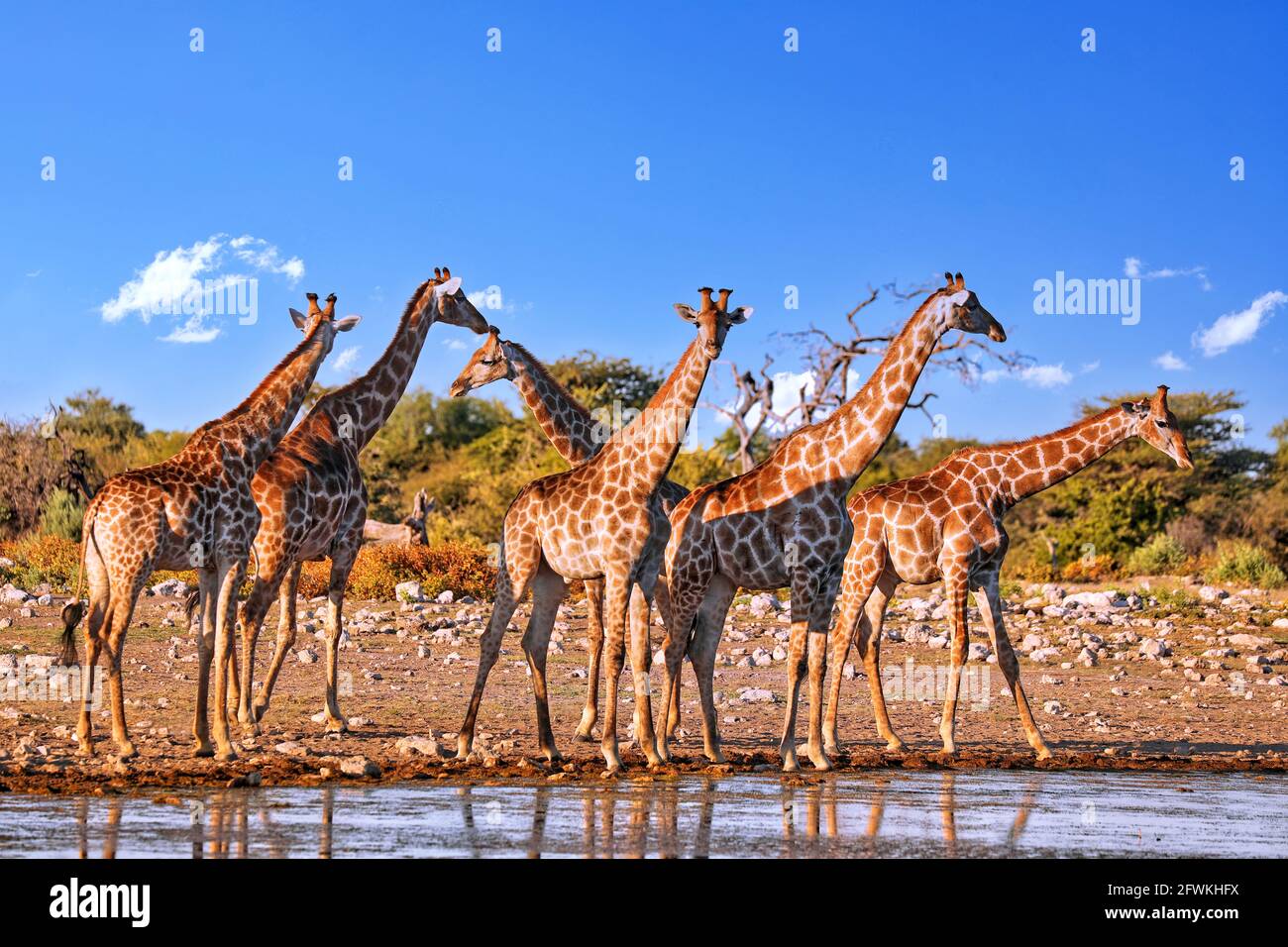 giraffes, Etosha National Park, Namibia Stock Photo