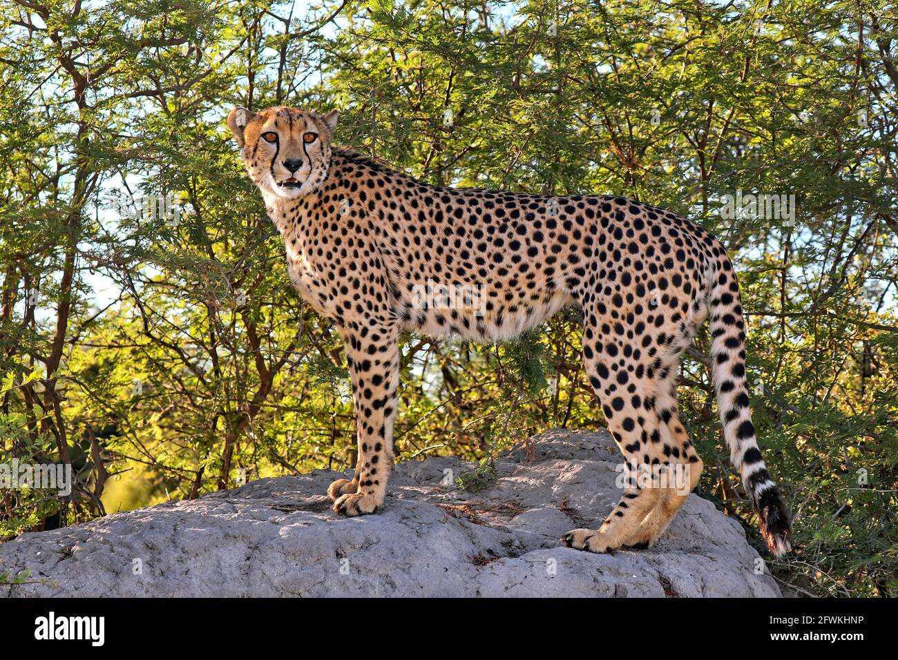 cheetah at Etosha National Park, Namibia, Acinonyx jubatus Stock Photo