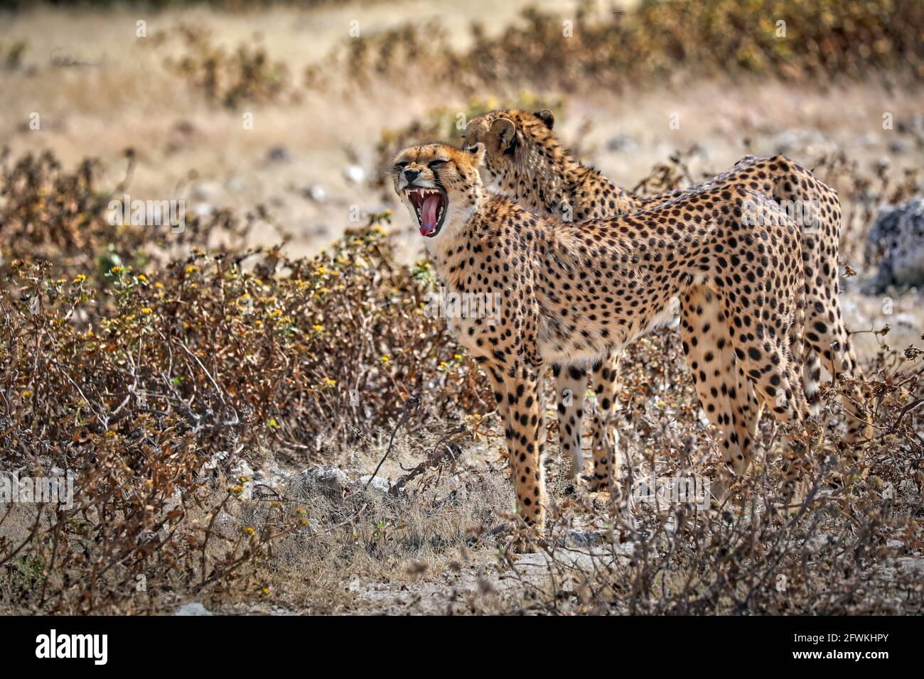 cheetahs at Etosha National Park, Namibia, Acinonyx jubatus Stock Photo