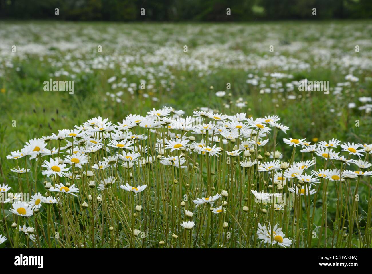 Daisy, Daisy Flower, Field Daisies, White Daisy Flower UK DSLR Stock Photo
