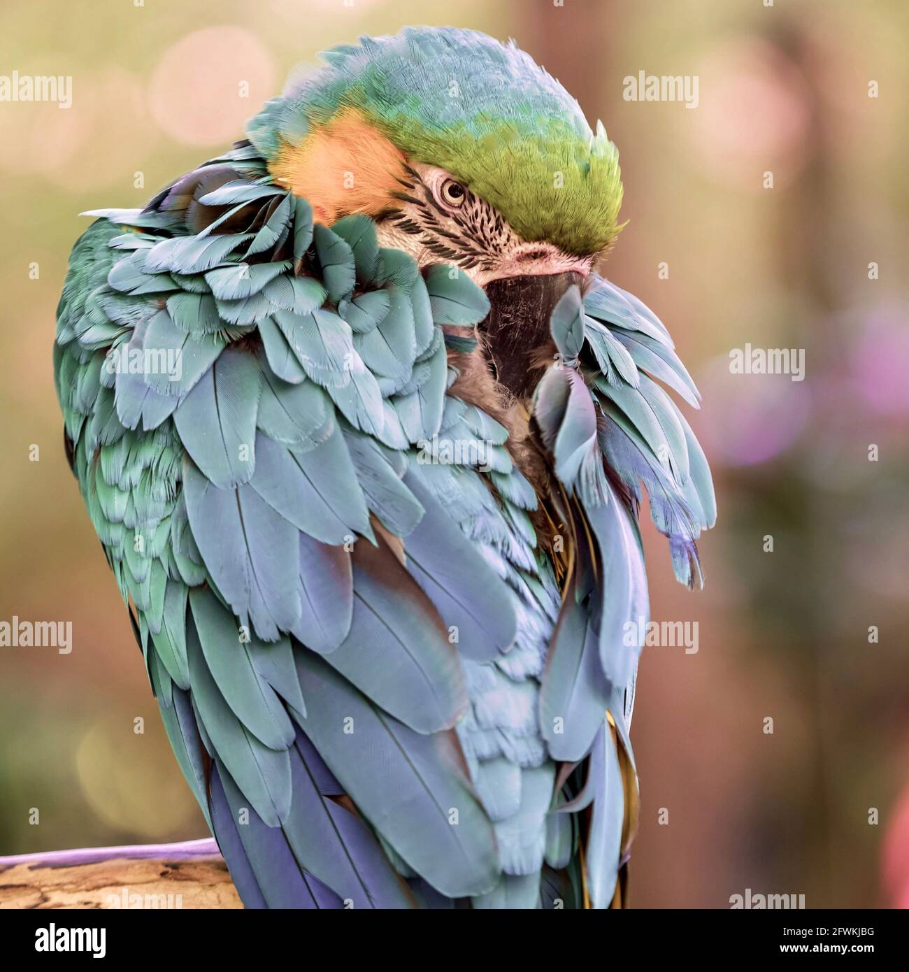 Tropical, exotic, talking, macaw, parrot, bird, wildlife animal, perched in nature with vibrant colors and eyes looking at you Stock Photo - Alamy Tropical, exotic, talking, macaw, parrot, bird, wildlife animal, perched in nature with vibrant colors and eyes looking at you Stock Photo - Alamy