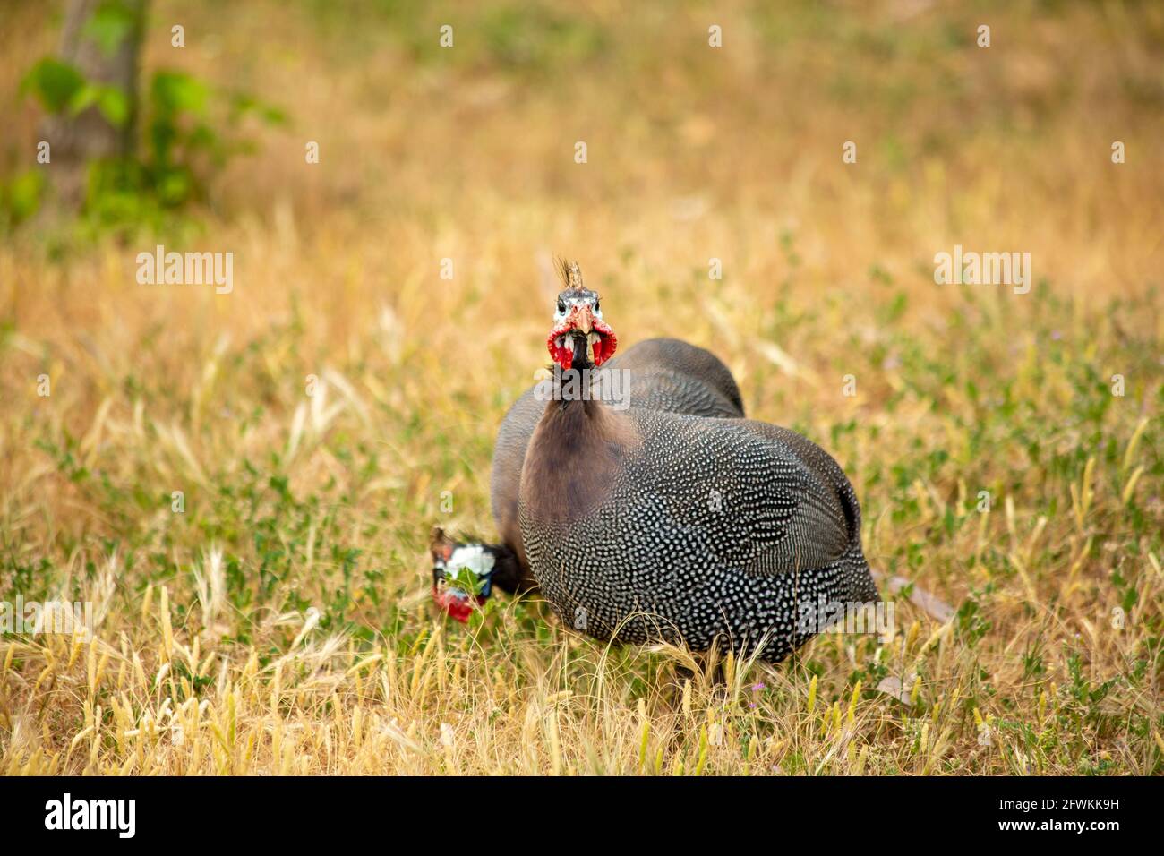 (Numididae) It is the subfamily of the Pheasant (Phasianidae) family ...