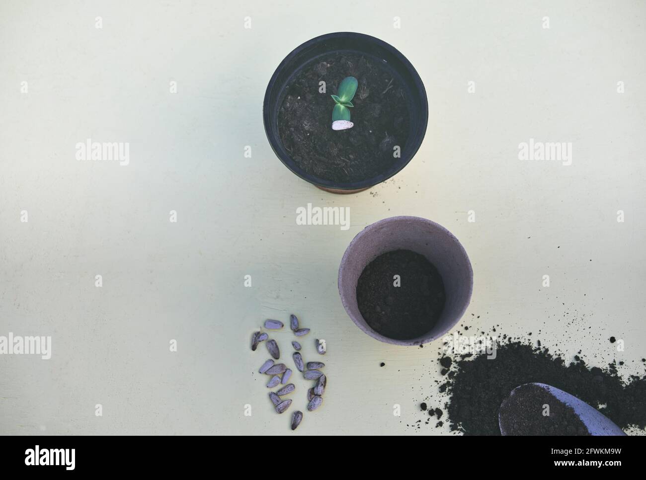 Sunflower seeds to plant in biodegradable pot, sunflower seedling with husk in plastic pot