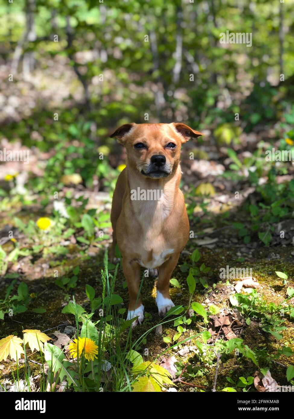 Chiweenie, a chihuahua and dachshund mix dog outdoors amongst the grass and dandelions during spring Stock Photo