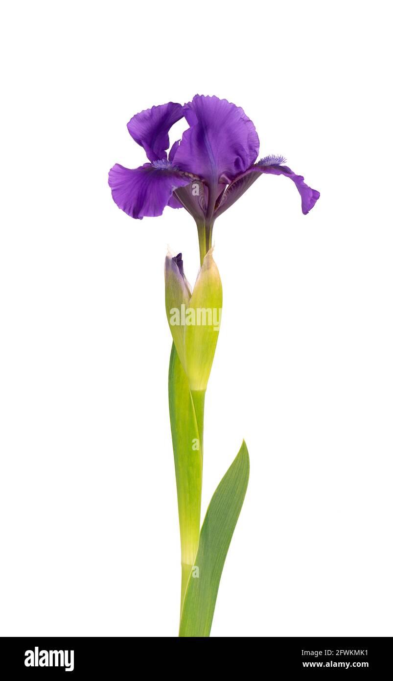 Iris flower isolated on white background. Beautiful spring flowers ...