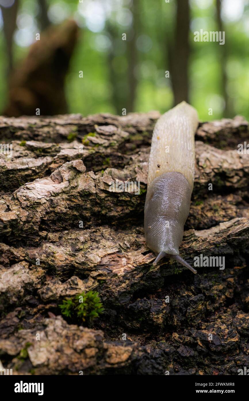 A snail without a shell crawls on a fallen tree in the forest Stock Photo