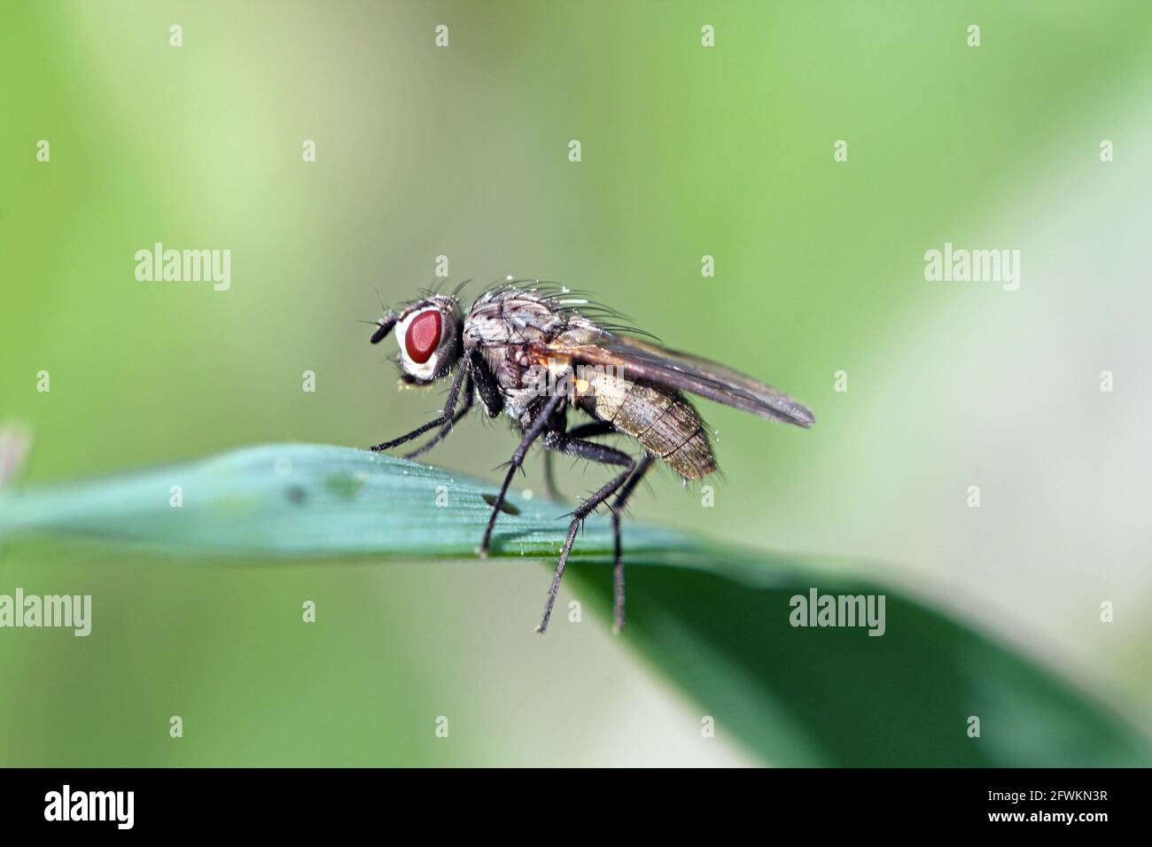 Cabbage fly (also cabbage root fly, root fly or turnip fly) - Delia ...