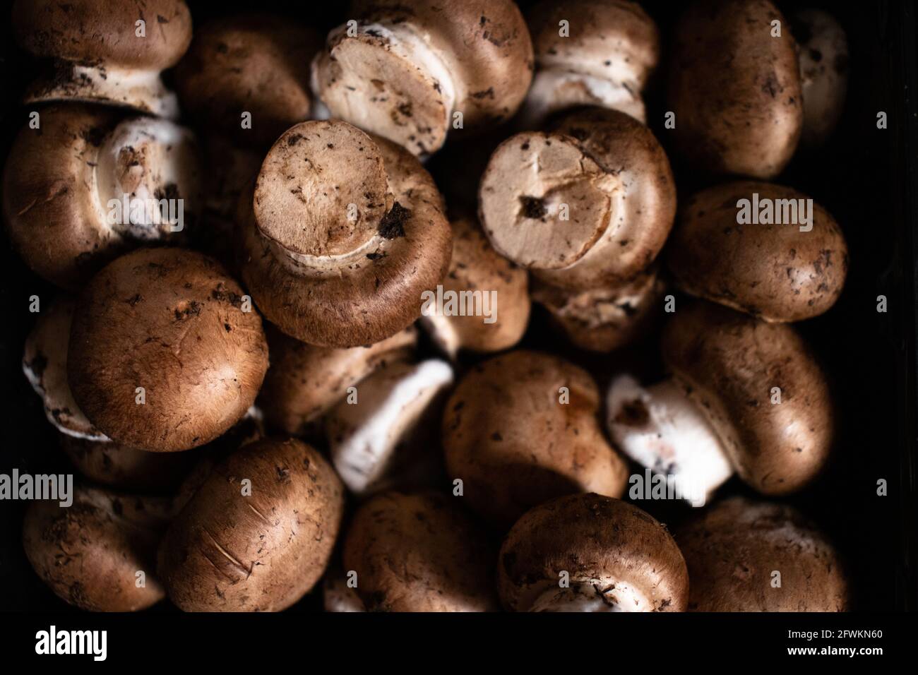 Close up of cremini mushrooms, with white fungus in their stem. Brown mushrooms in a black