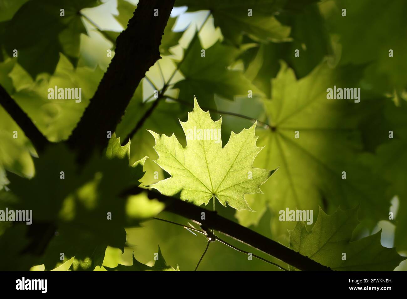 Spring maple leaves on a twig in the forest Stock Photo