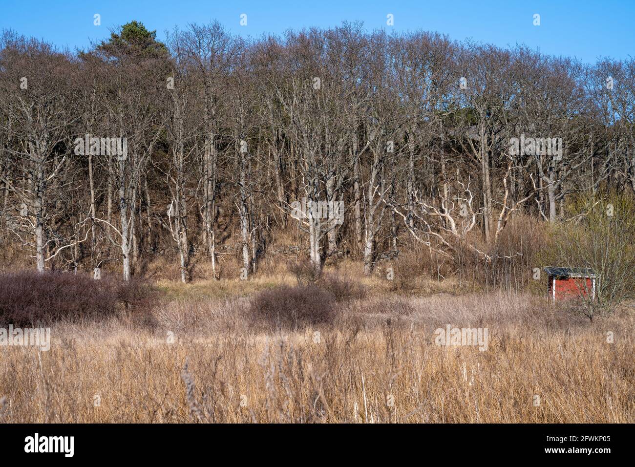 Long dry reeds with a forest and blue sky in the background. Picture ...