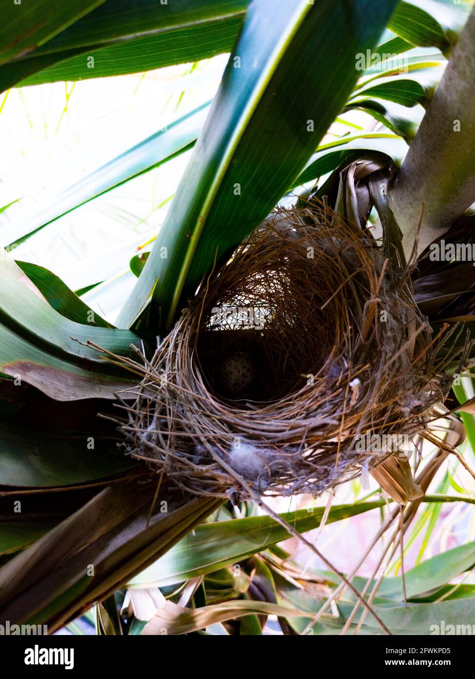 a small bird nest with egg isolated on coconut tree Stock Photo Alamy