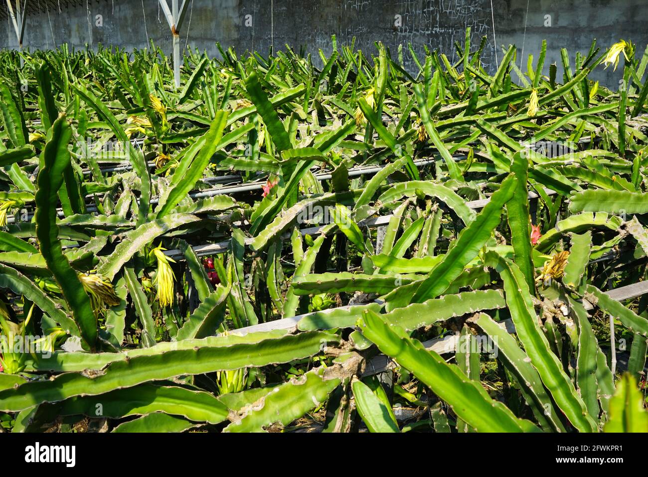 Cactus of pitaya group Stock Photo