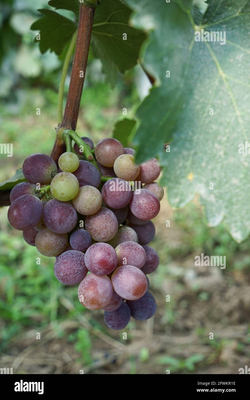 Mature purple grapes Stock Photo Alamy
