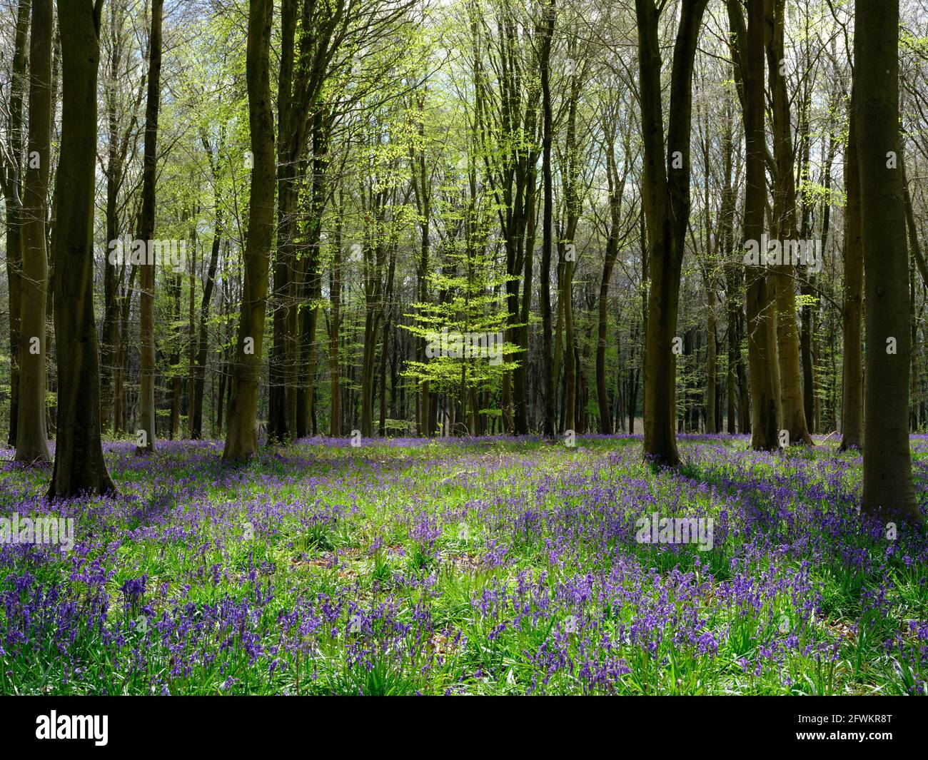 A carpet of Bluebells (Hyacinthoides non-scripta) covering a woodland floor surrounded by slim trees and a lone fern in the background, England, UK Stock Photo
