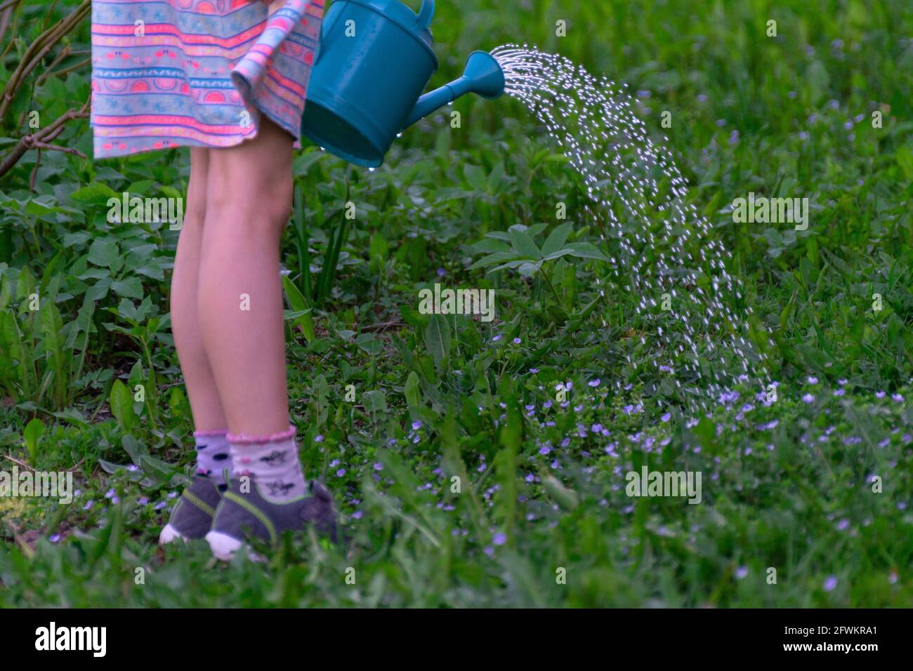 Child watering small flowers. Pink stripe skirt. Pink socks. Blue watering can. Stock Photo