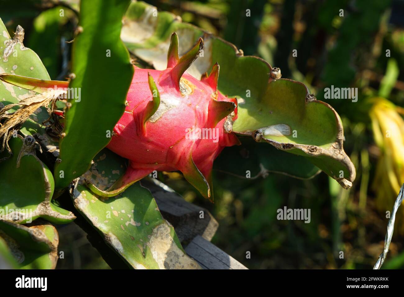 pitaya Stock Photo