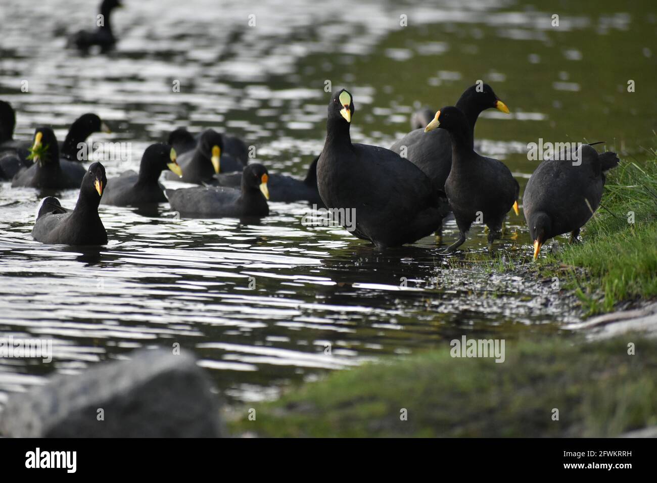 group of different kinds of coot: red-gartered coot (Fulica armillata), red-fronted coot (Fulica rufifrons) and white-winged coot (Fulica leucoptera), Stock Photo